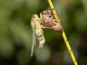 Emerging Cicada 017.jpg